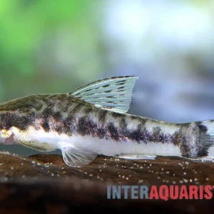 Zwergsaugwels, Otocinclus macrospilus, 2,5-3,5 cm Sonderangebot